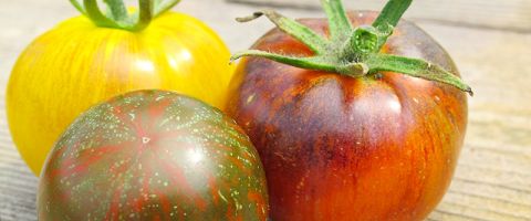 Bunte gestreifte Paradeiser, ARCHE NOAH rettet und entwickelt Tomaten-Vielfalt (c) Doris Steinböck