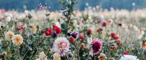 Flower Farming Projects - Anbau von Bio-Schnittblumen am eigenen Betrieb