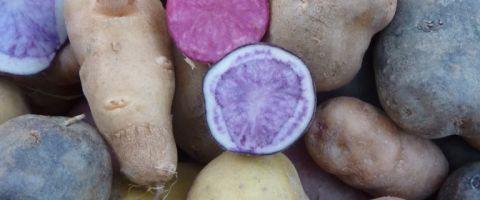 Kartoffelvielfalt vermehren (Äugeln)