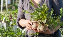 Bio-Jungpflanzen - Gemüse-Raritäten einkaufen, Blutampfer, Mizuna (c) Doris Steinböck