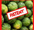 Patent auf Wassermelone