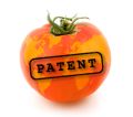 Tomatenpatent