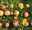 Apfel-Vielfalt, ARCHE NOAH Obstsorten (c) Doris Steinböck